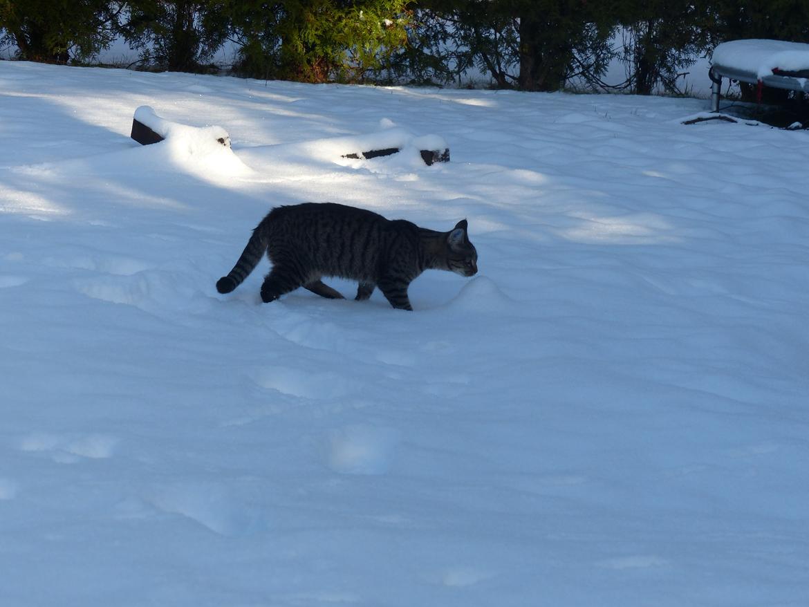 Huskat Arion Aramis Aqulio billede 6