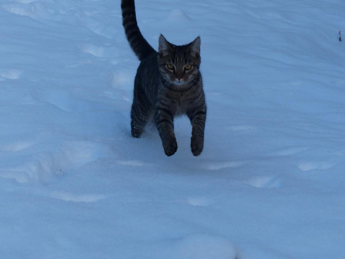 Huskat Arion Aramis Aqulio billede 7