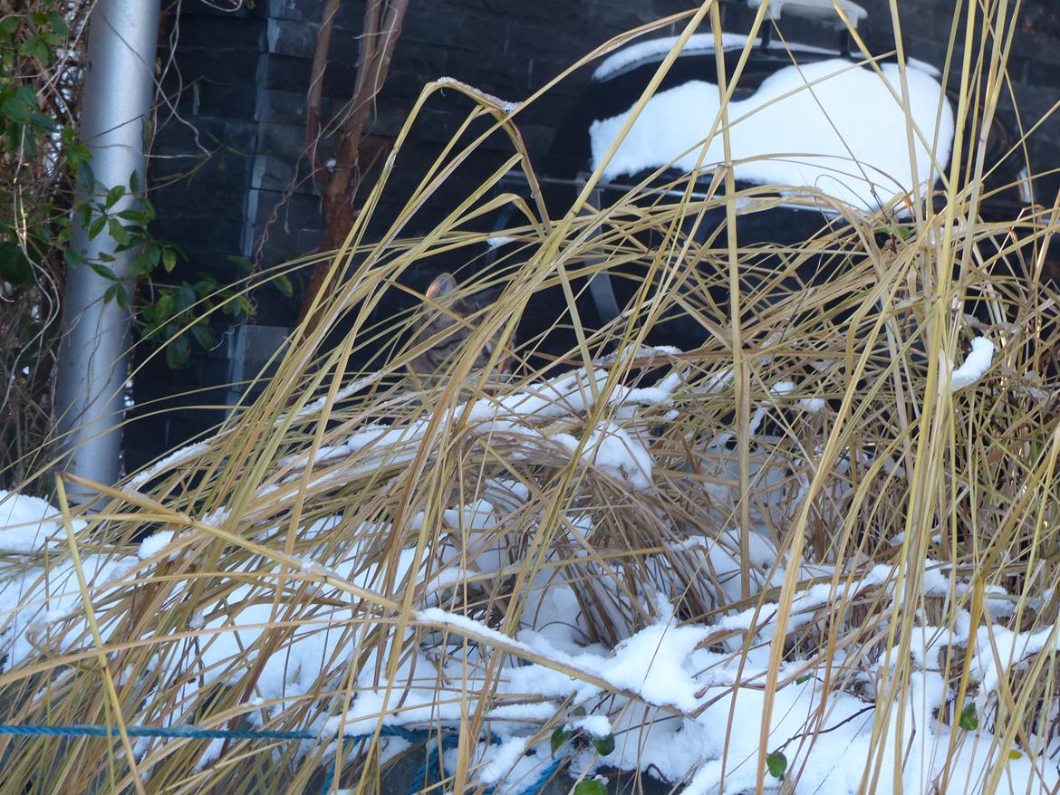 Huskat Arion Aramis Aqulio billede 8