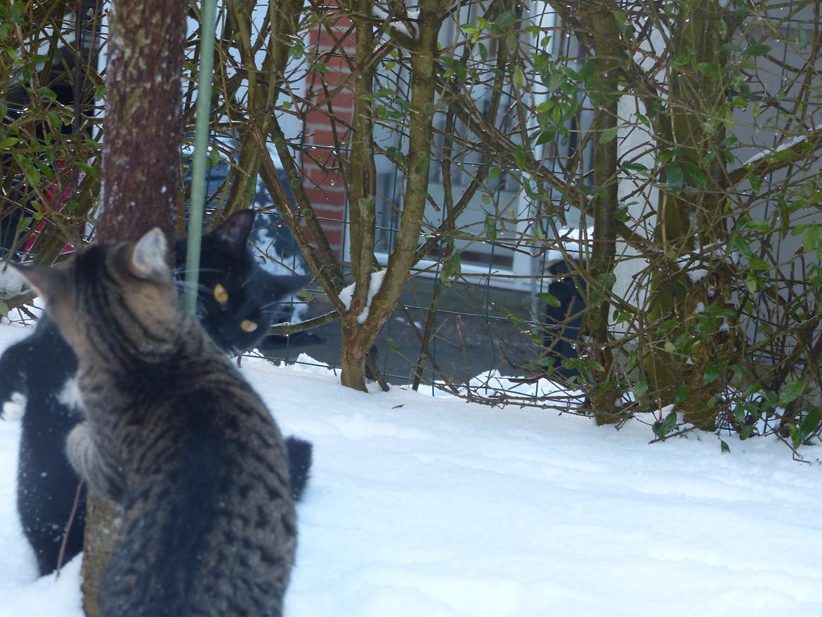 Huskat Arion Aramis Aqulio billede 9