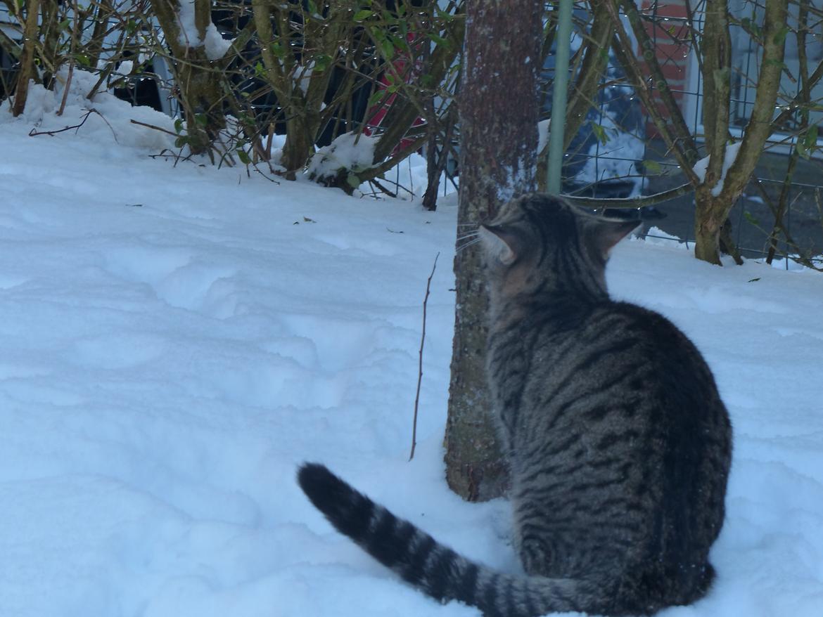 Huskat Arion Aramis Aqulio billede 10