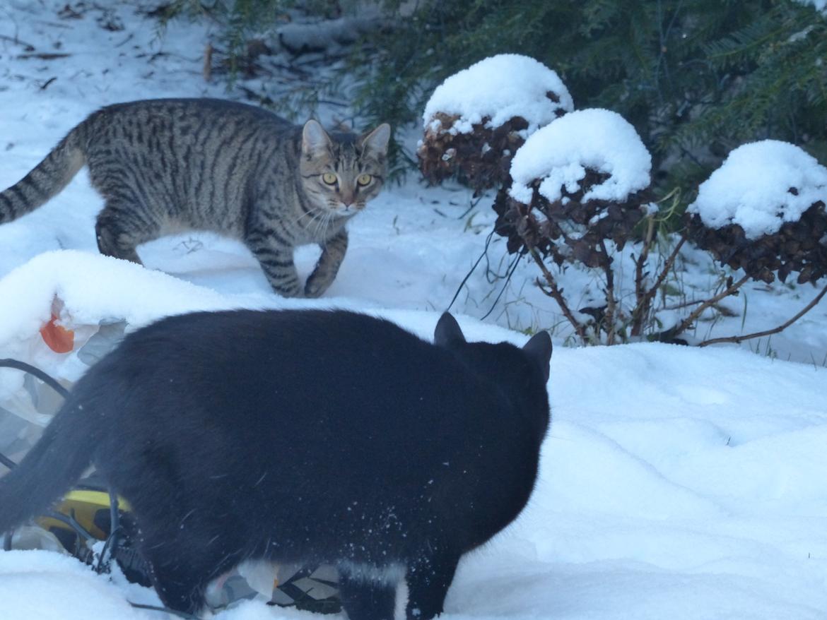 Huskat Arion Aramis Aqulio billede 11