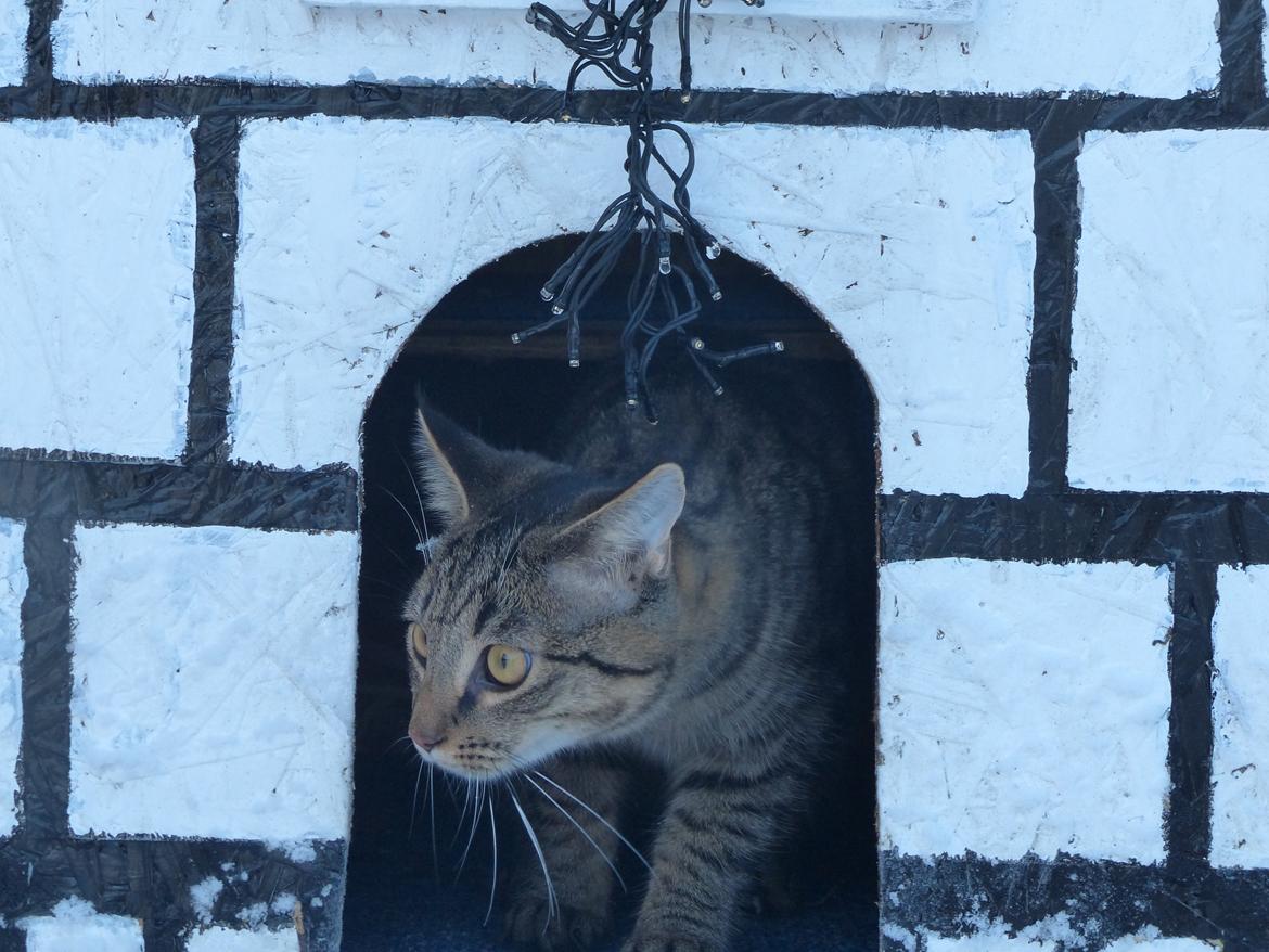 Huskat Arion Aramis Aqulio billede 12