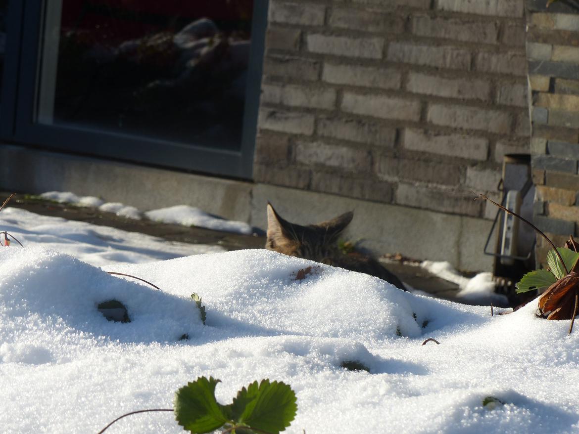 Huskat Arion Aramis Aqulio billede 13