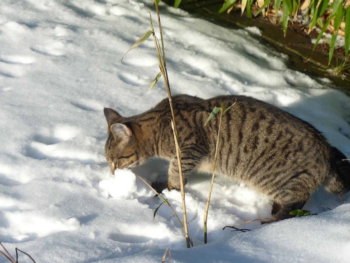 Huskat Arion Aramis Aqulio billede 14