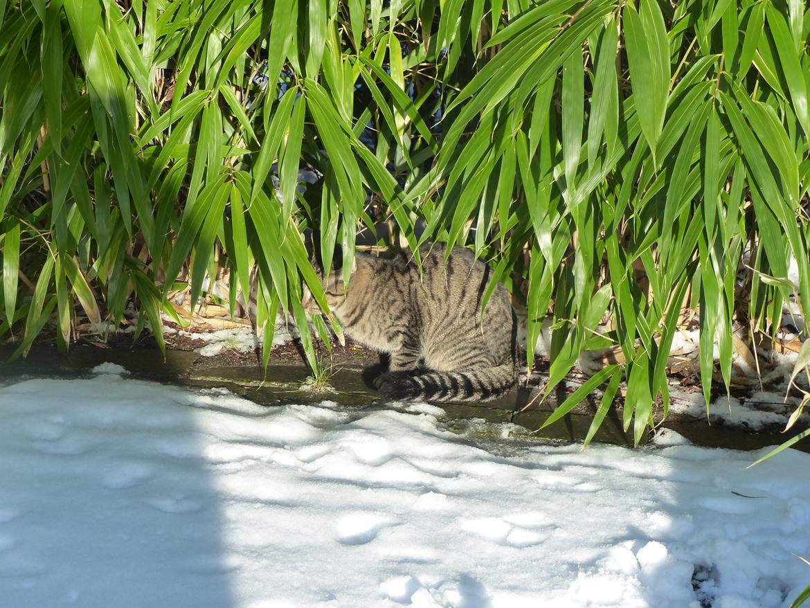 Huskat Arion Aramis Aqulio billede 15