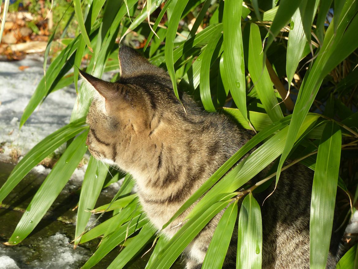 Huskat Arion Aramis Aqulio billede 16