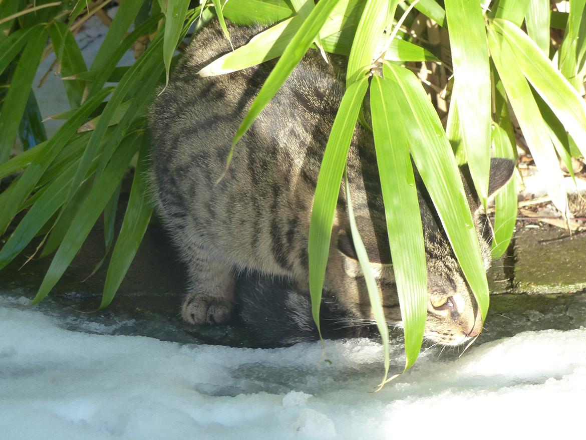 Huskat Arion Aramis Aqulio billede 17