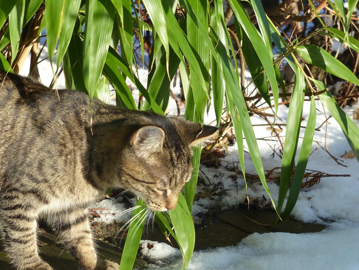 Huskat Arion Aramis Aqulio billede 18