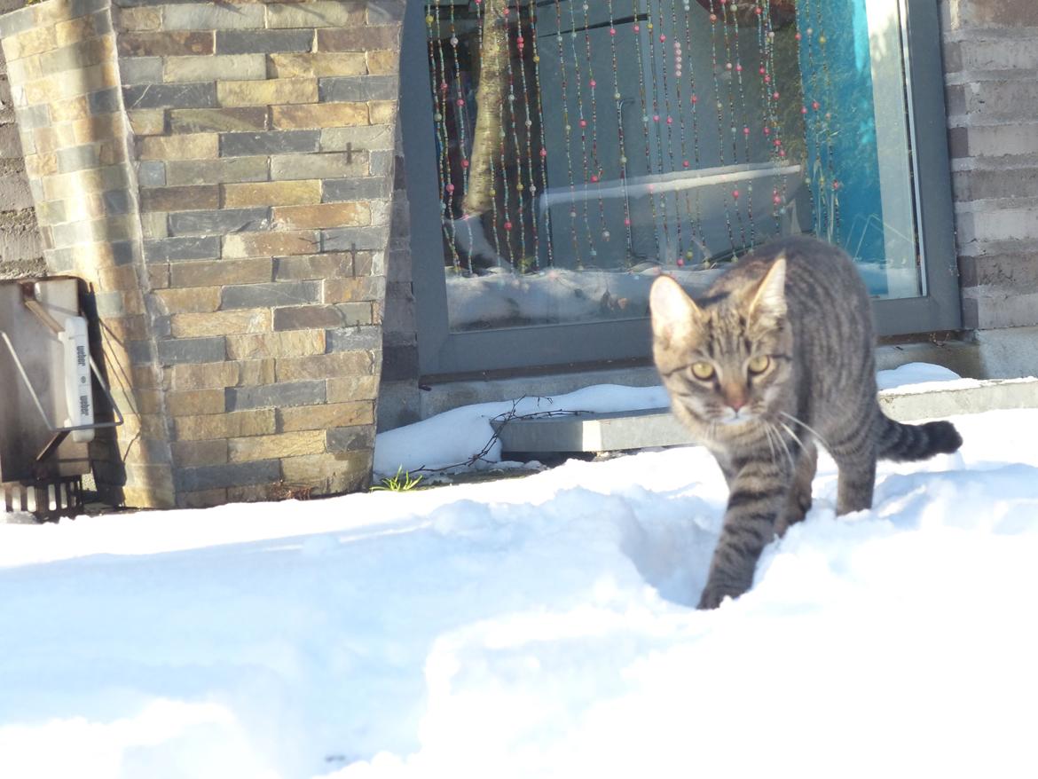 Huskat Arion Aramis Aqulio billede 19