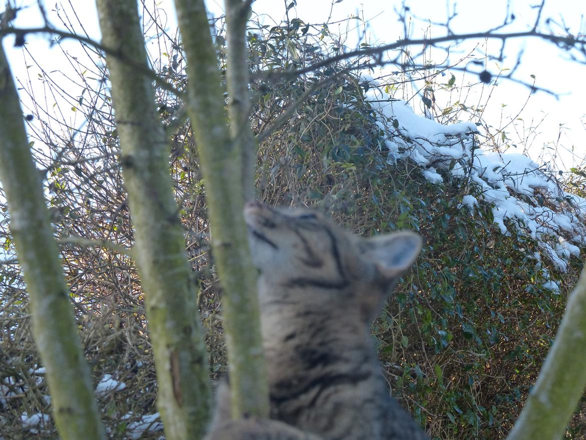 Huskat Arion Aramis Aqulio billede 20