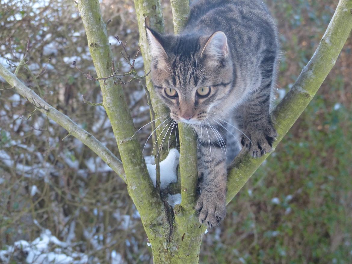 Huskat Arion Aramis Aqulio billede 21