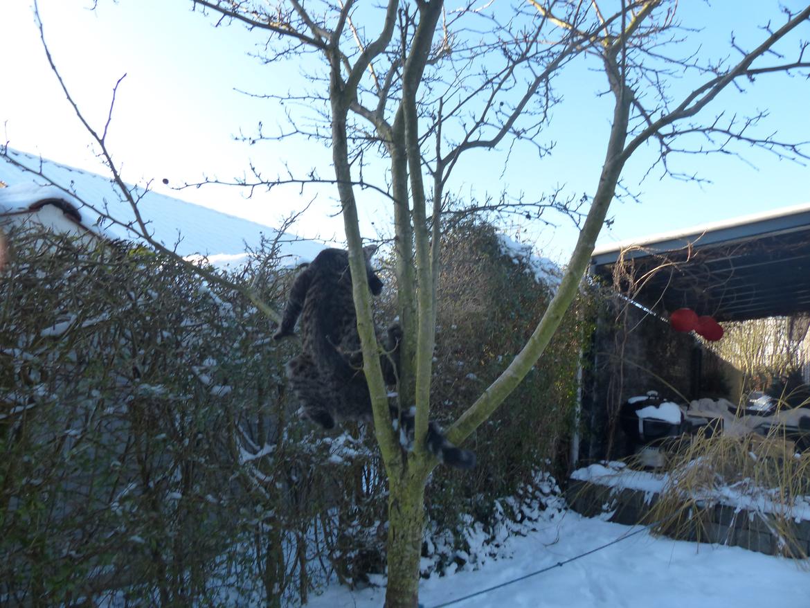 Huskat Arion Aramis Aqulio billede 22