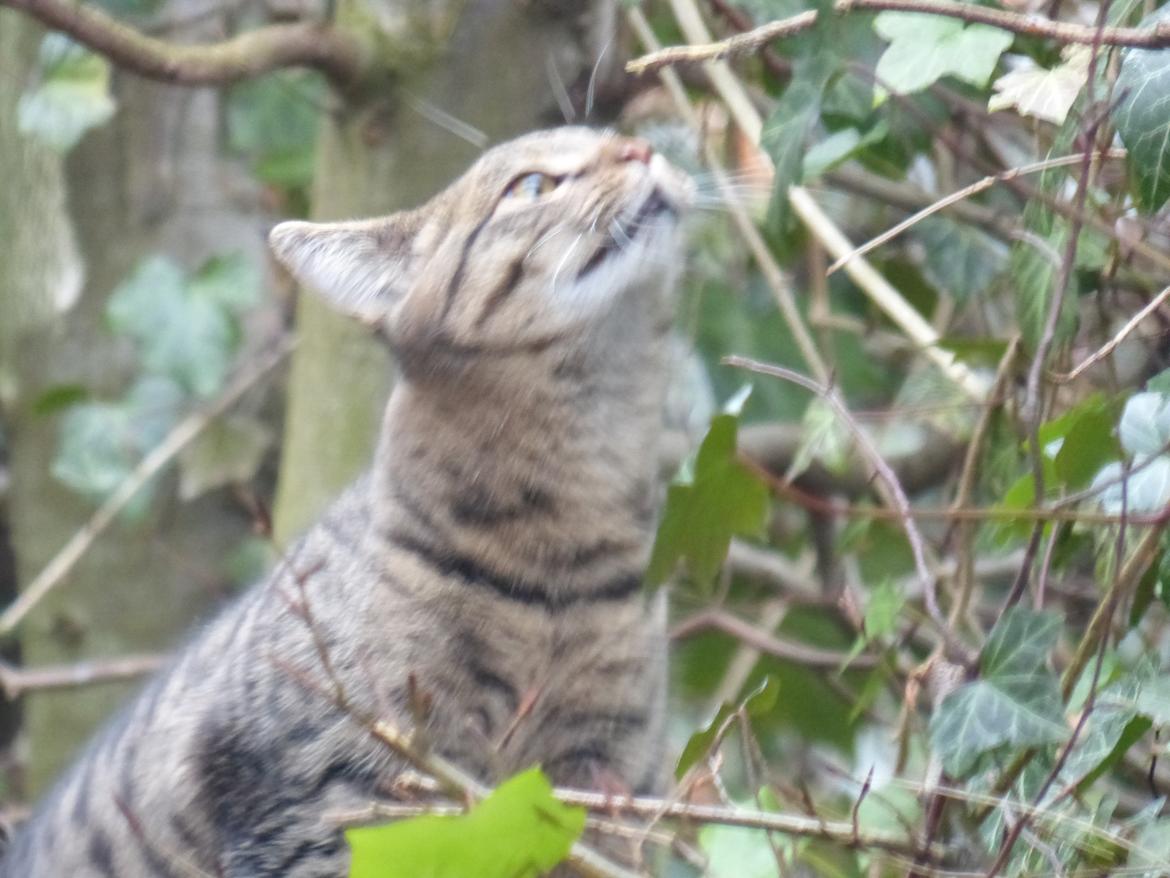 Huskat Arion Aramis Aqulio billede 2