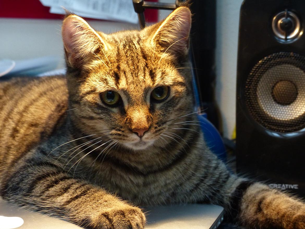 Huskat Arion Aramis Aqulio billede 1