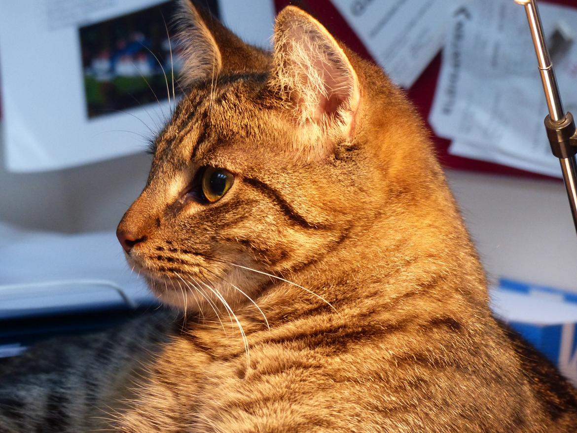 Huskat Arion Aramis Aqulio billede 23