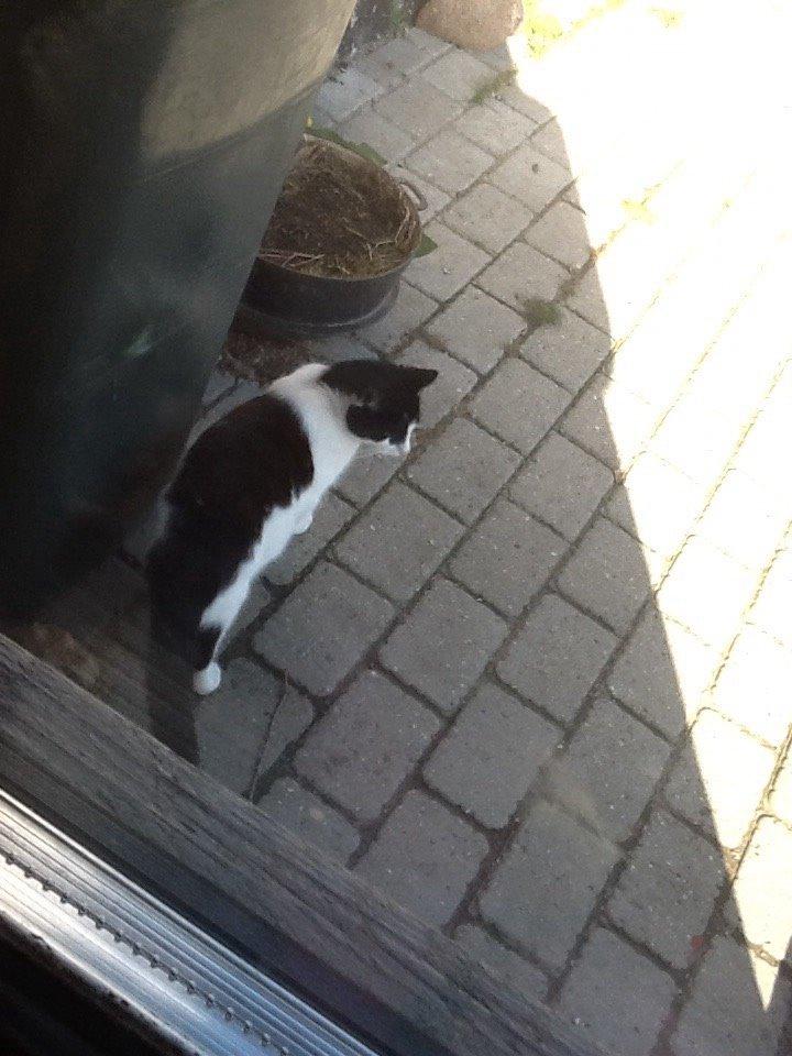 Huskat Smukke pletig billede 6