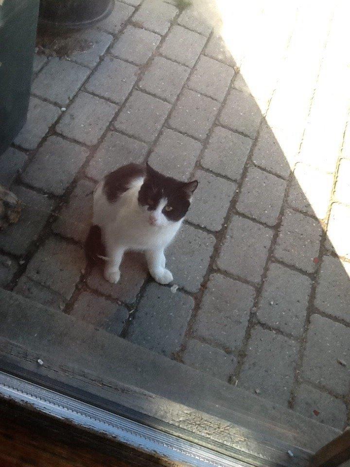 Huskat Smukke pletig billede 7