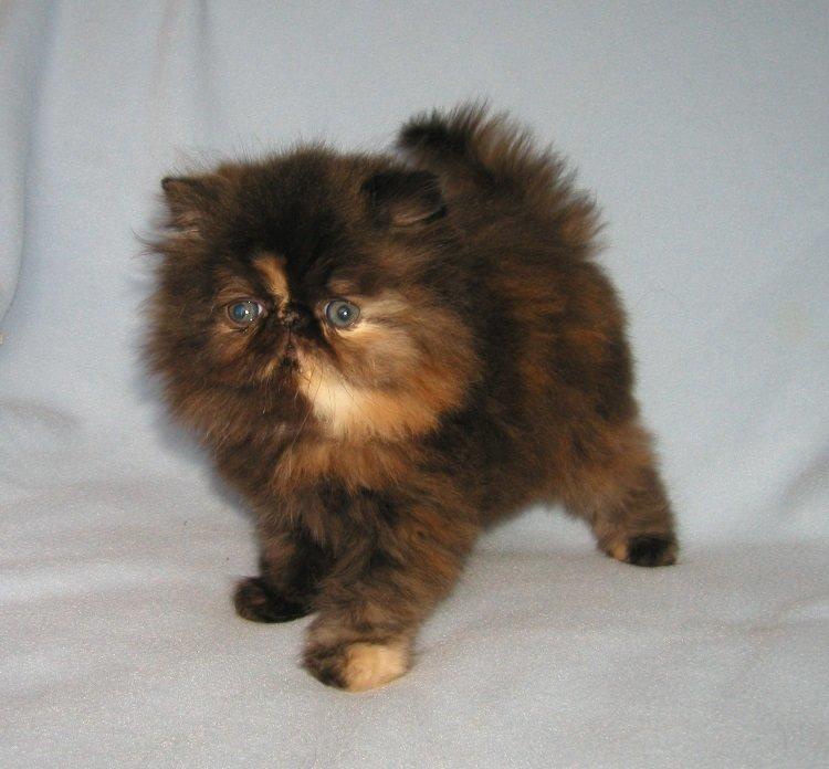 Perser Sweetie Parisa  billede 1