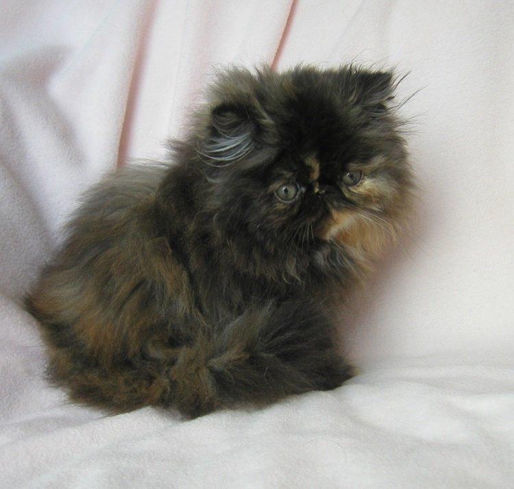 Perser Sweetie Parisa  billede 4