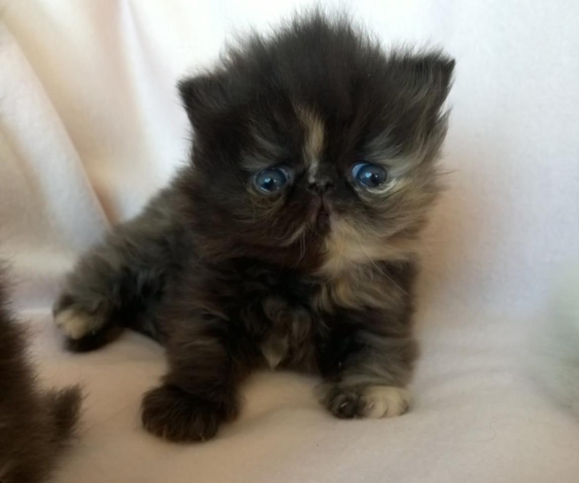 Perser Sweetie Parisa  billede 2