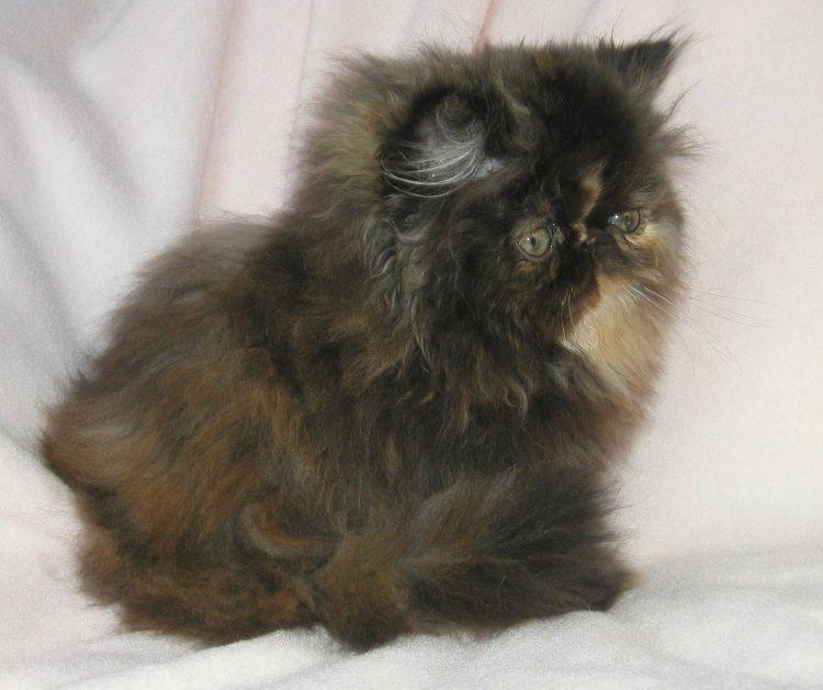 Perser Sweetie Parisa  billede 6