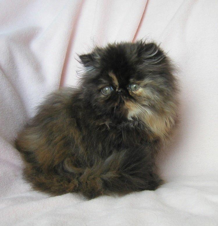 Perser Sweetie Parisa  billede 5