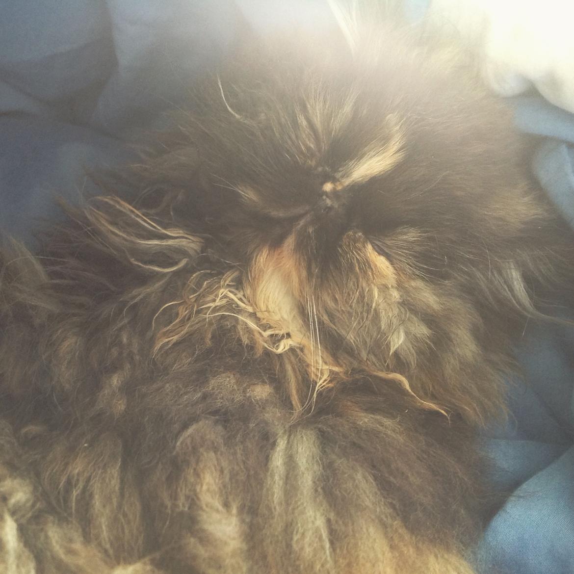 Perser Sweetie Parisa  billede 7