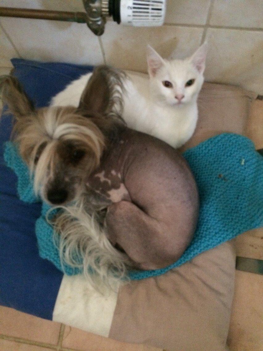 Blanding af racer Lucca billede 2