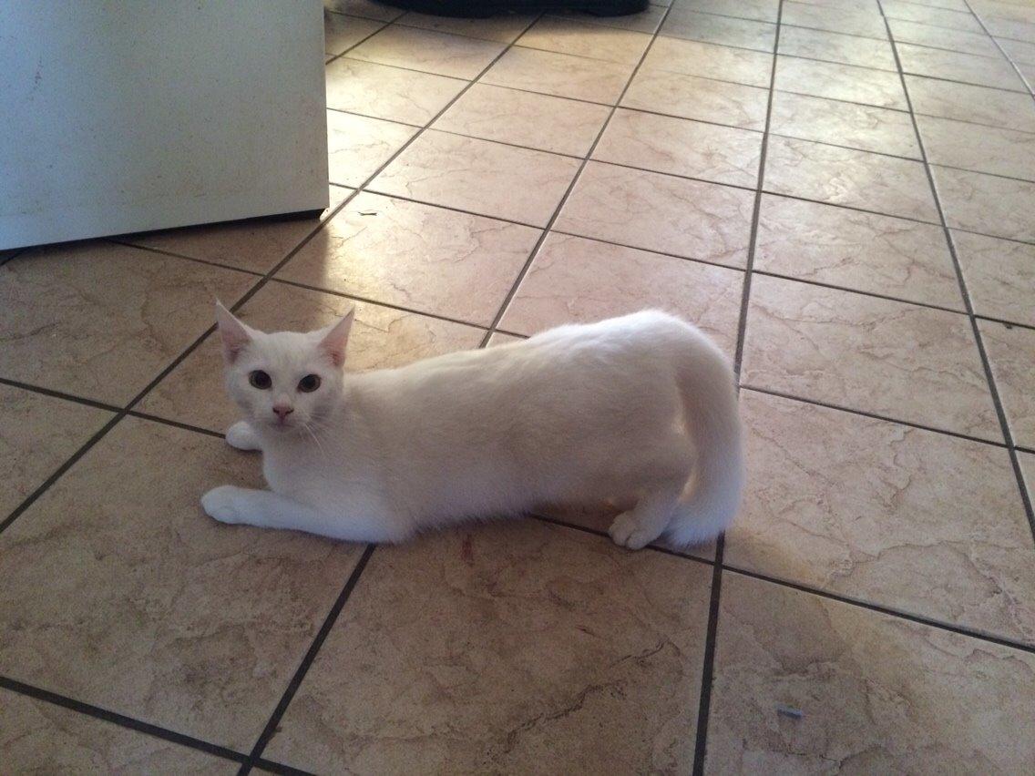 Blanding af racer Lucca billede 3