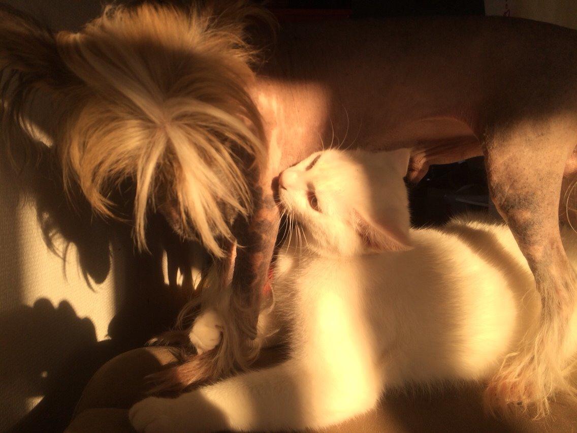 Blanding af racer Lucca billede 4