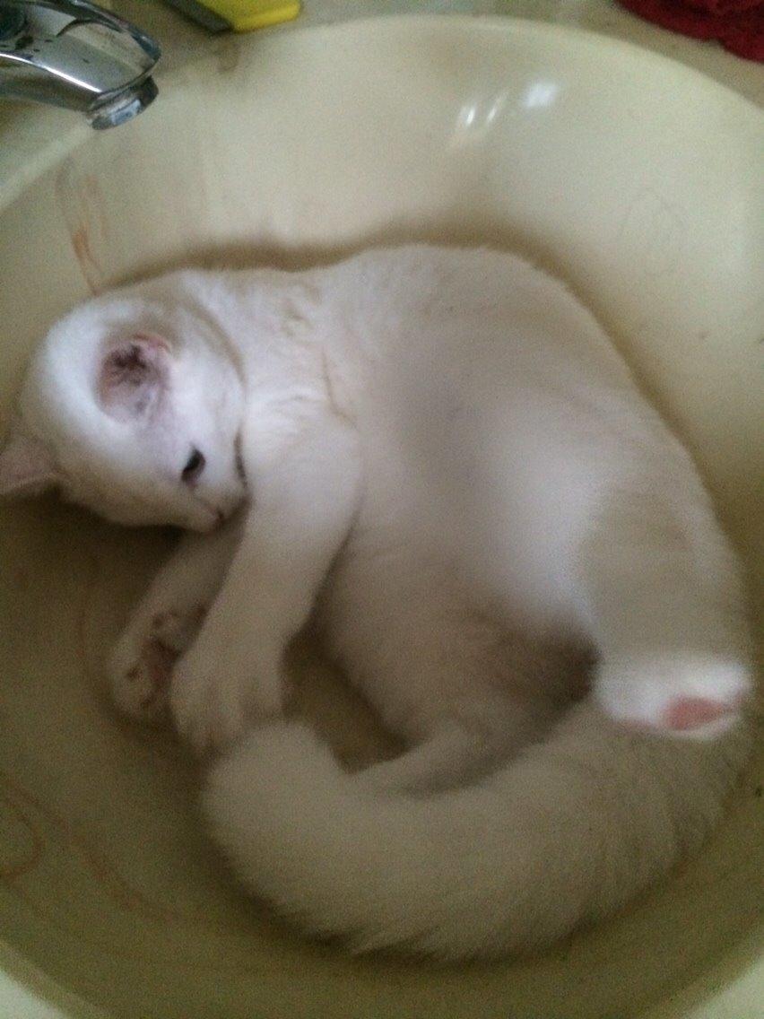 Blanding af racer Lucca billede 5