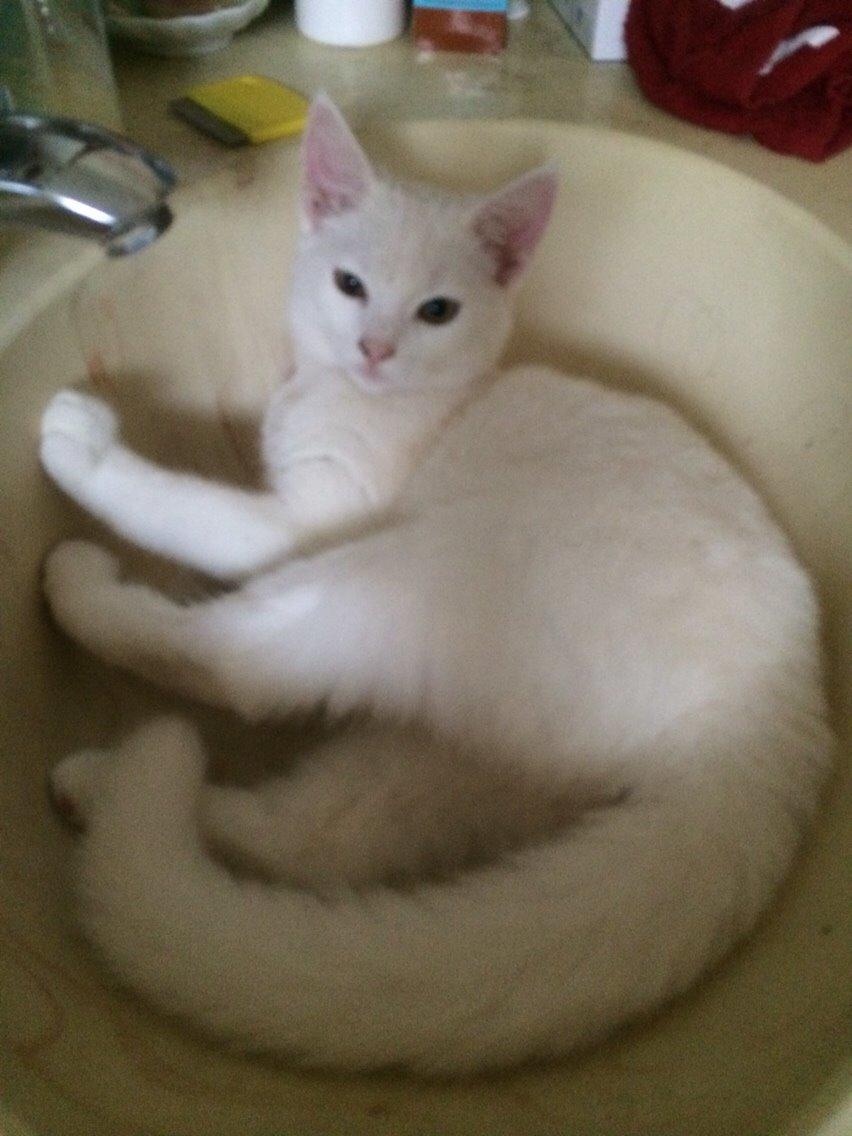 Blanding af racer Lucca billede 6