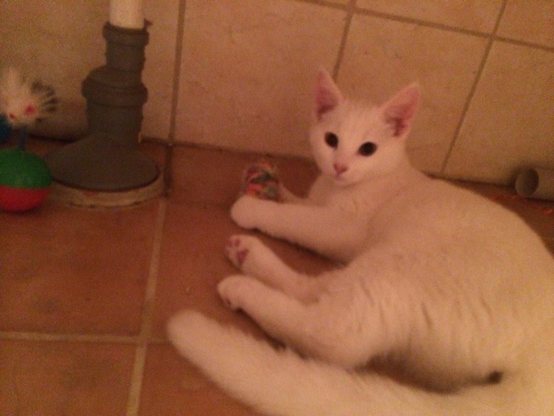 Blanding af racer Lucca billede 7