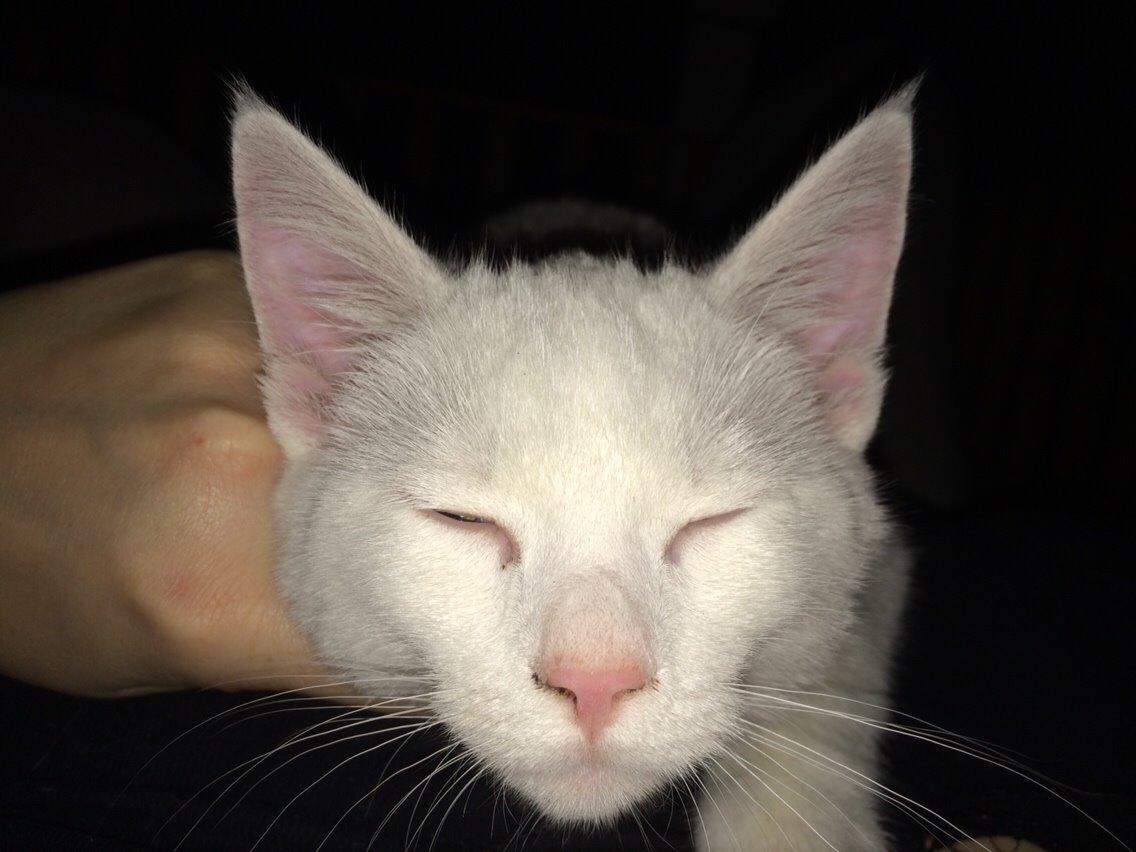 Blanding af racer Lucca billede 8