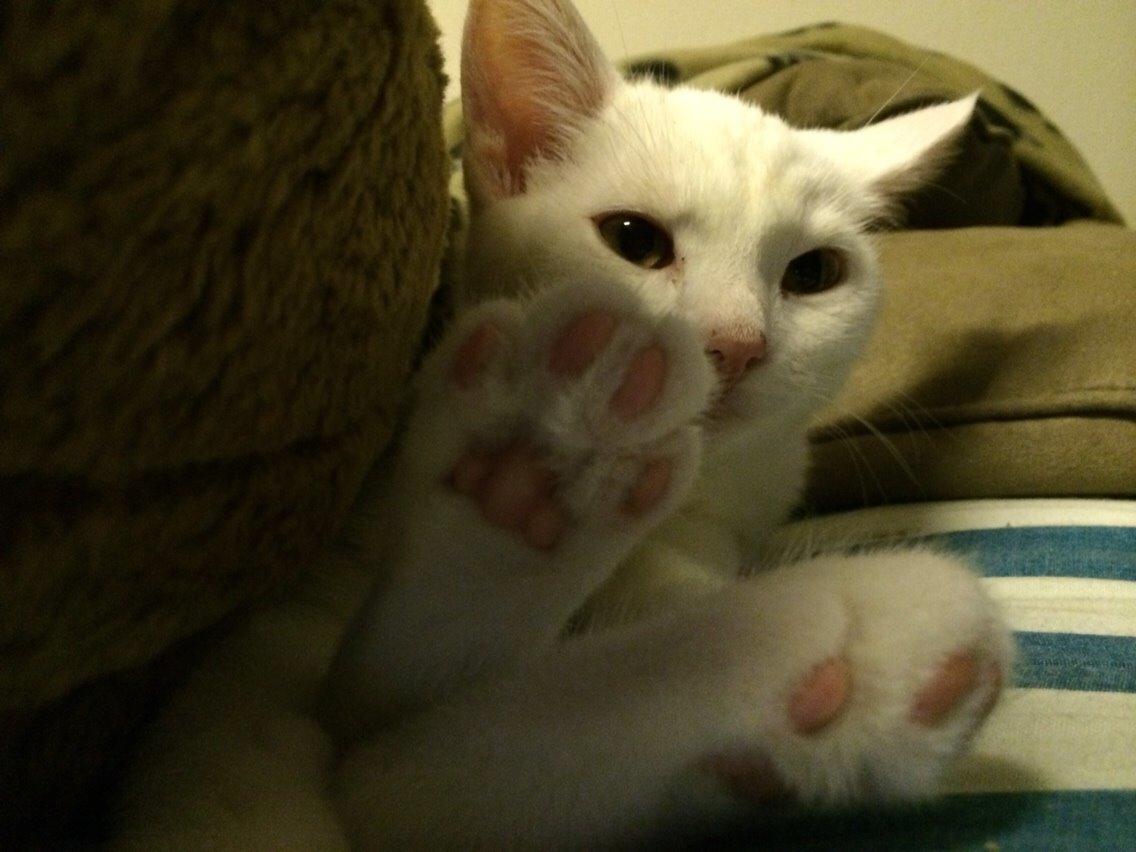 Blanding af racer Lucca billede 10