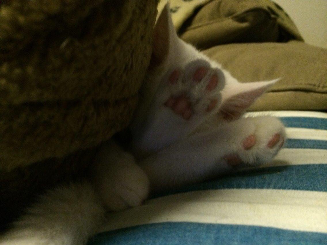 Blanding af racer Lucca billede 11