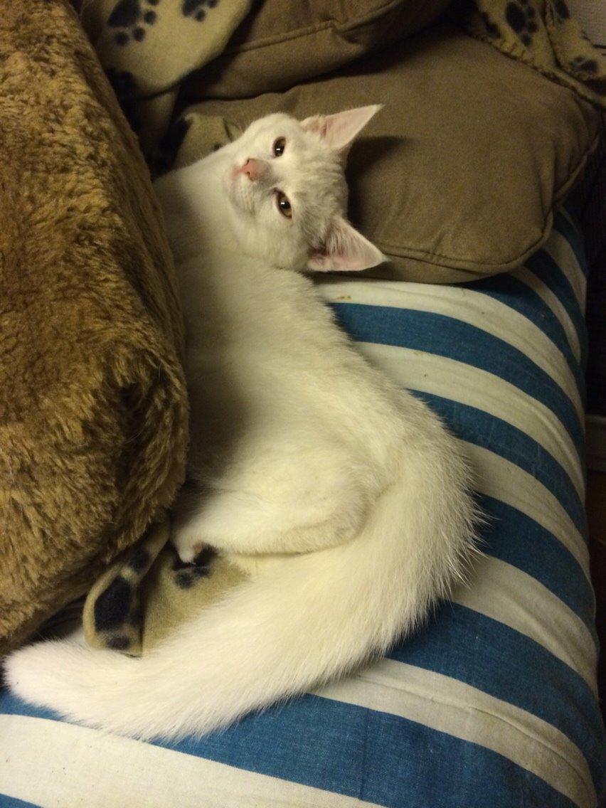 Blanding af racer Lucca billede 12