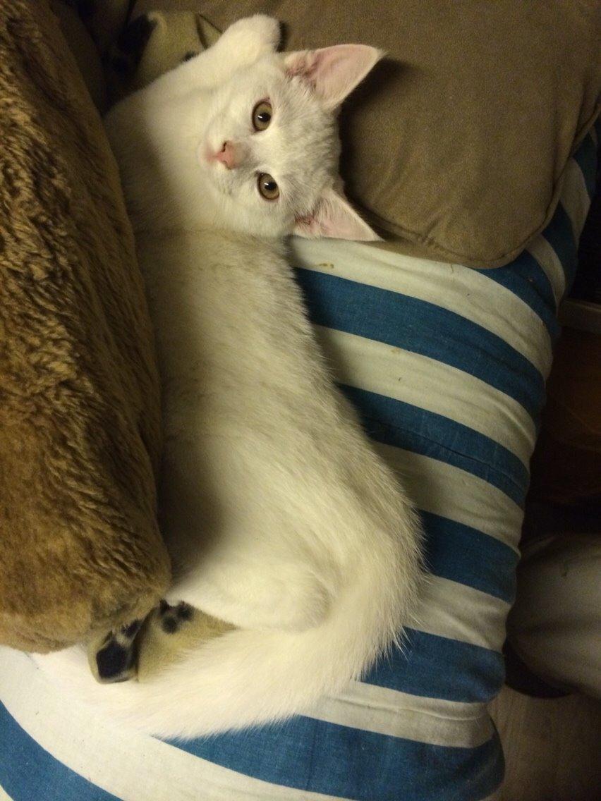 Blanding af racer Lucca billede 13