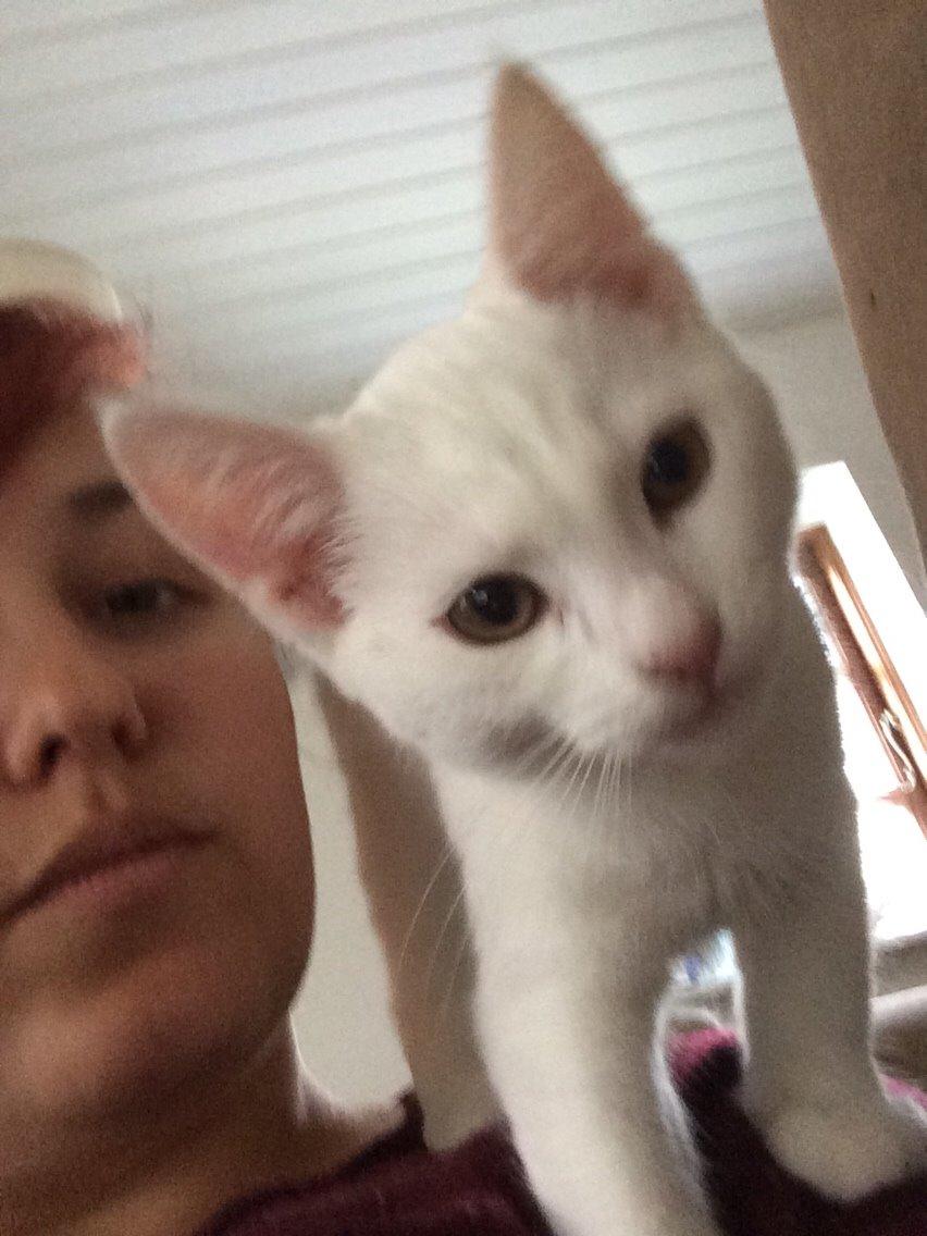 Blanding af racer Lucca billede 14