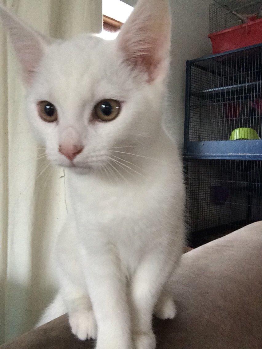 Blanding af racer Lucca billede 15