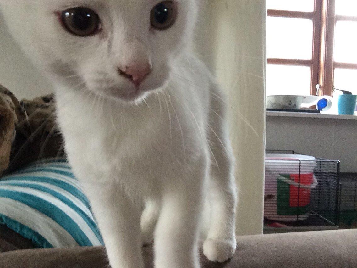 Blanding af racer Lucca billede 16