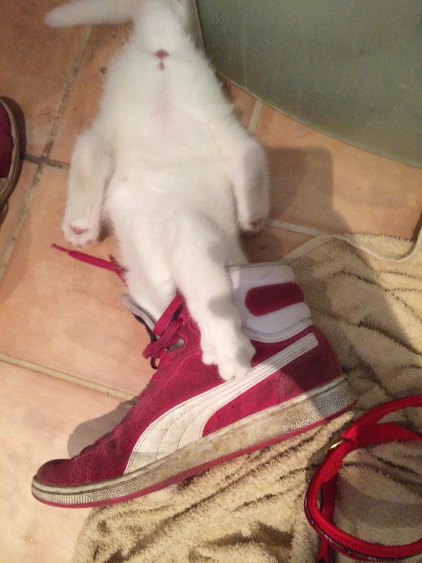 Blanding af racer Lucca billede 17