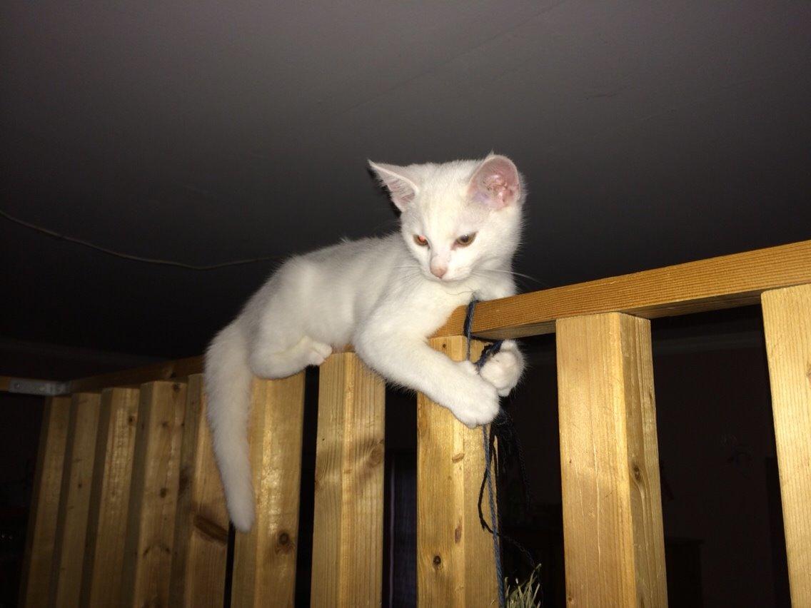 Blanding af racer Lucca billede 19