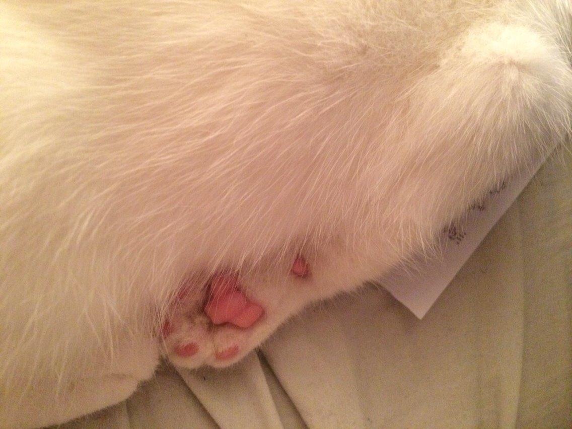 Blanding af racer Lucca billede 18