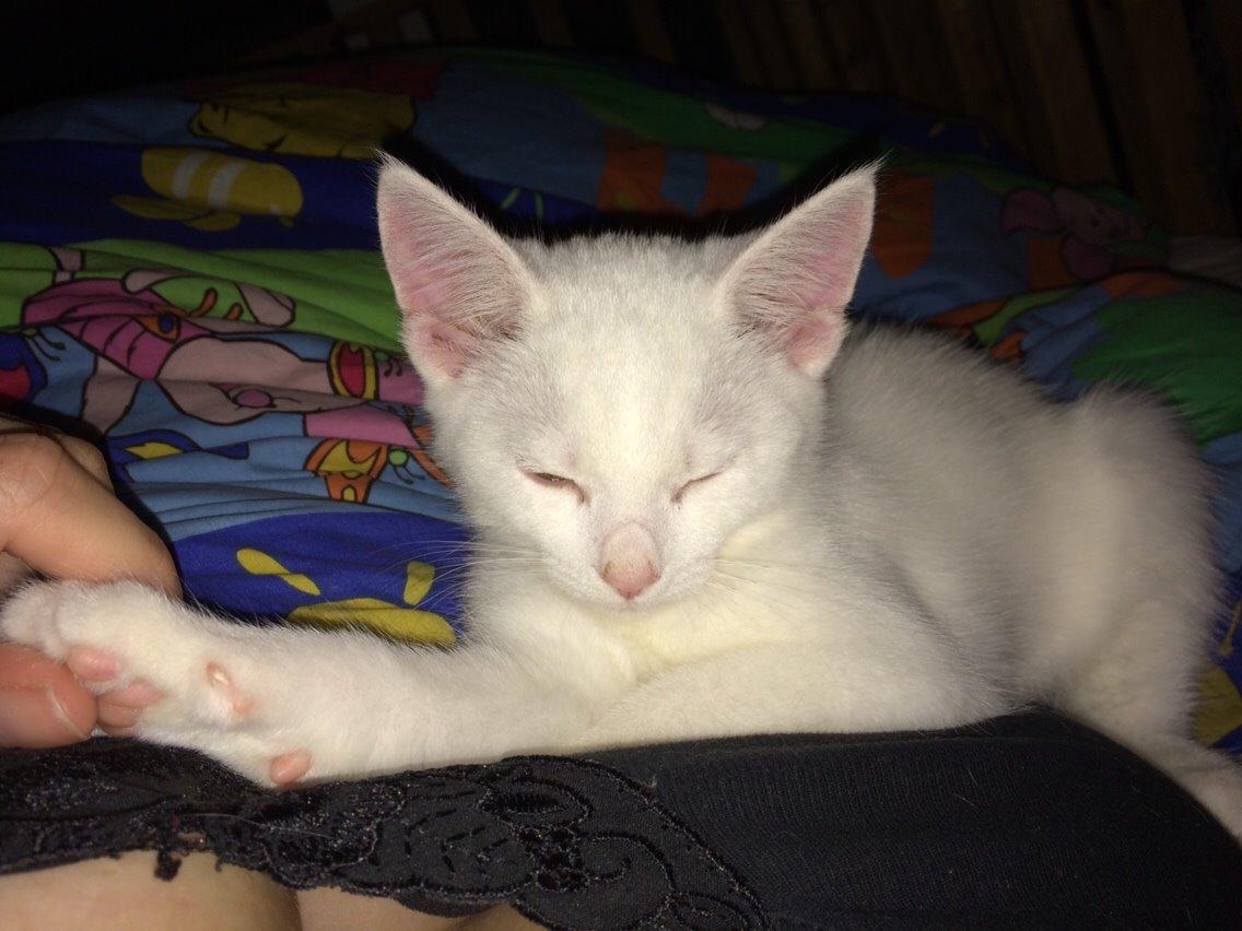 Blanding af racer Lucca billede 20