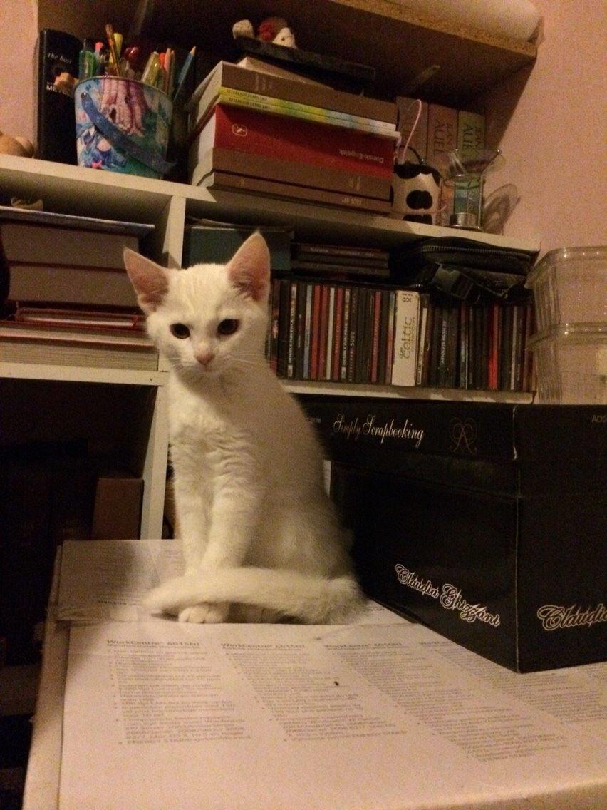 Blanding af racer Lucca billede 21