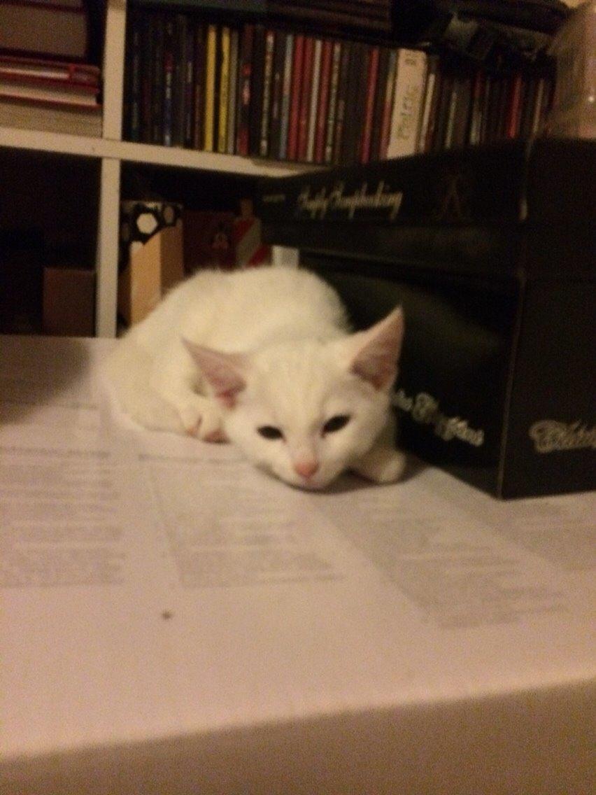 Blanding af racer Lucca billede 23