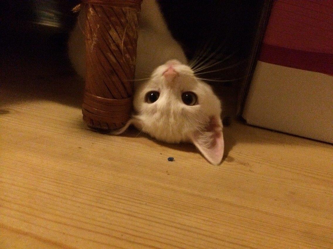 Blanding af racer Lucca billede 22