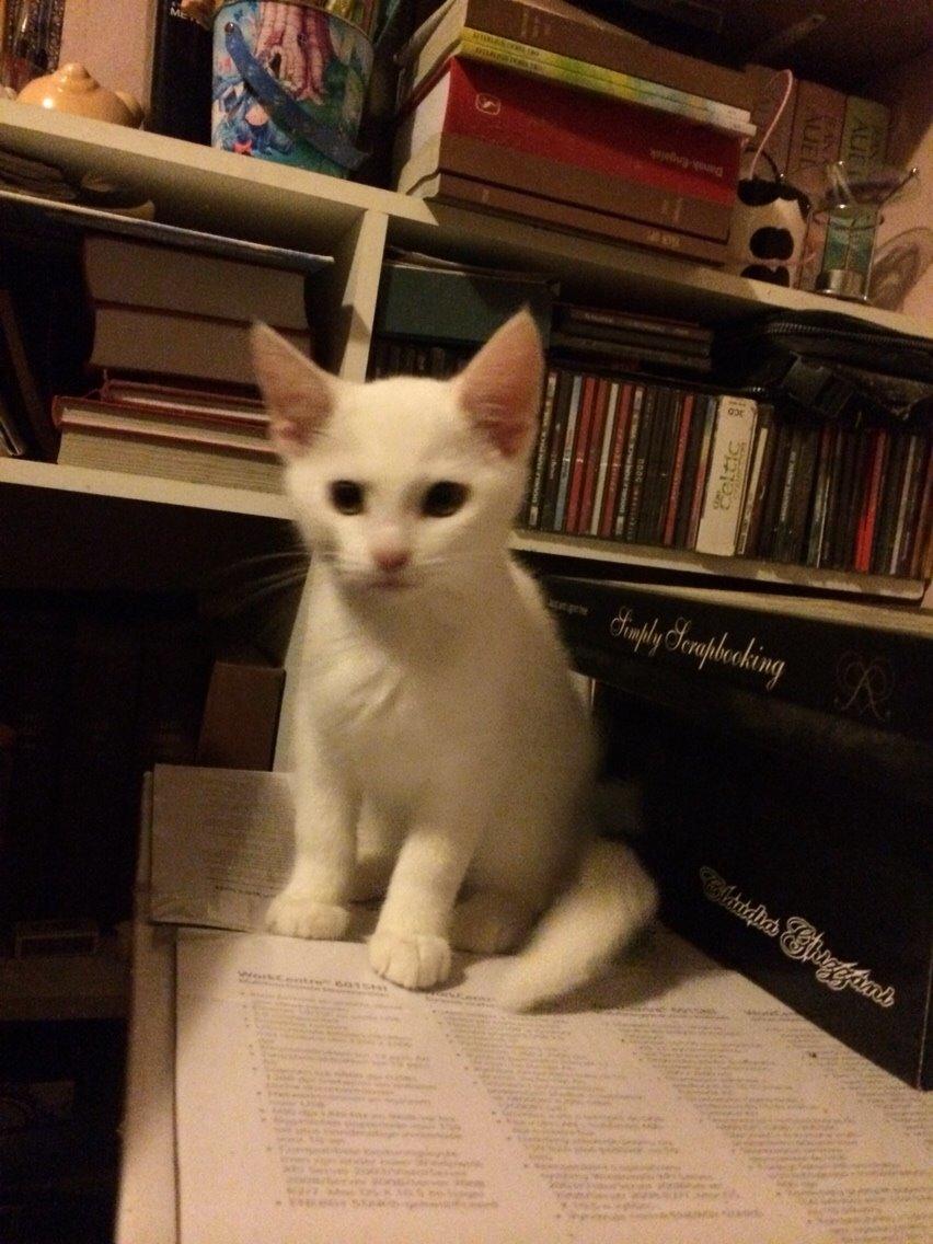 Blanding af racer Lucca billede 24